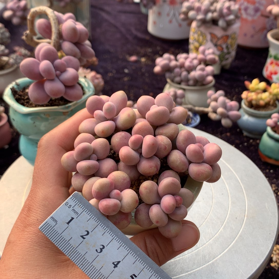 10颗不带盆偏远的不包邮的3公分