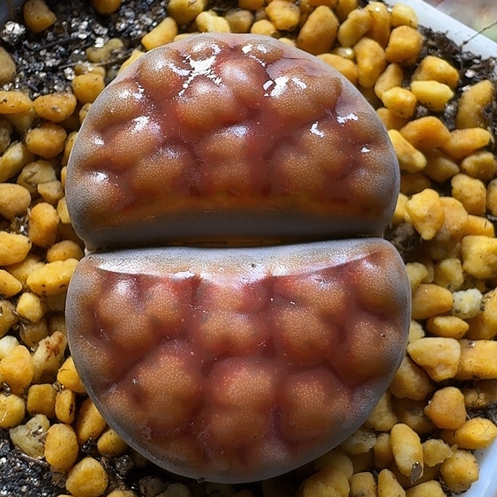 生石花1111111。  121