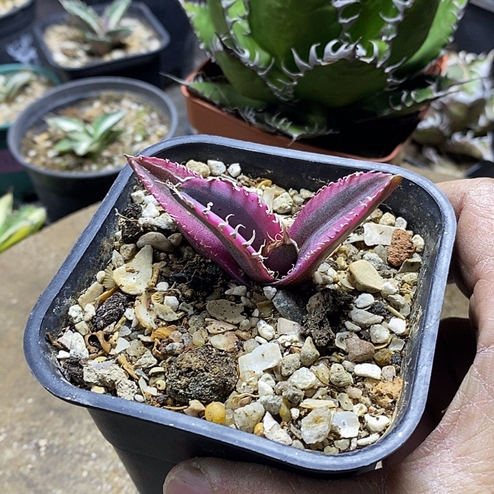 金刚白腹轮。         