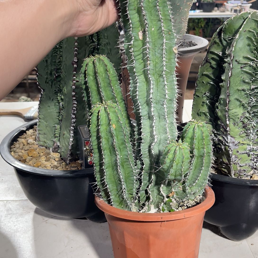 老桩魁伟玉仙人球