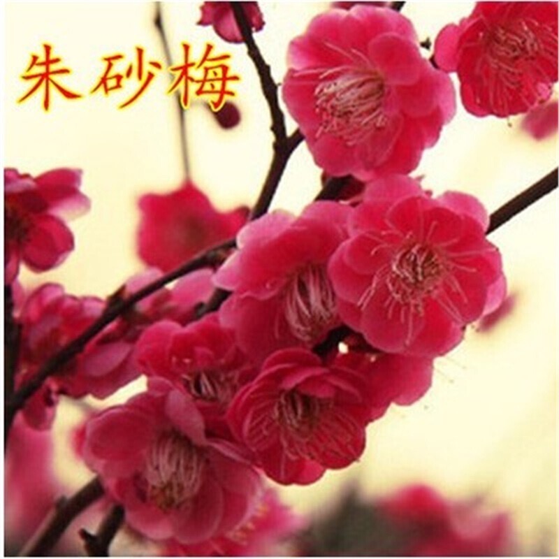 朱砂跳枝盆栽老桩盆景耐寒好养活南京红梅花植物适合庭院阳台种植