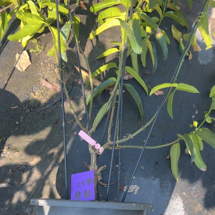 守***持金钻凤梨2693586497588