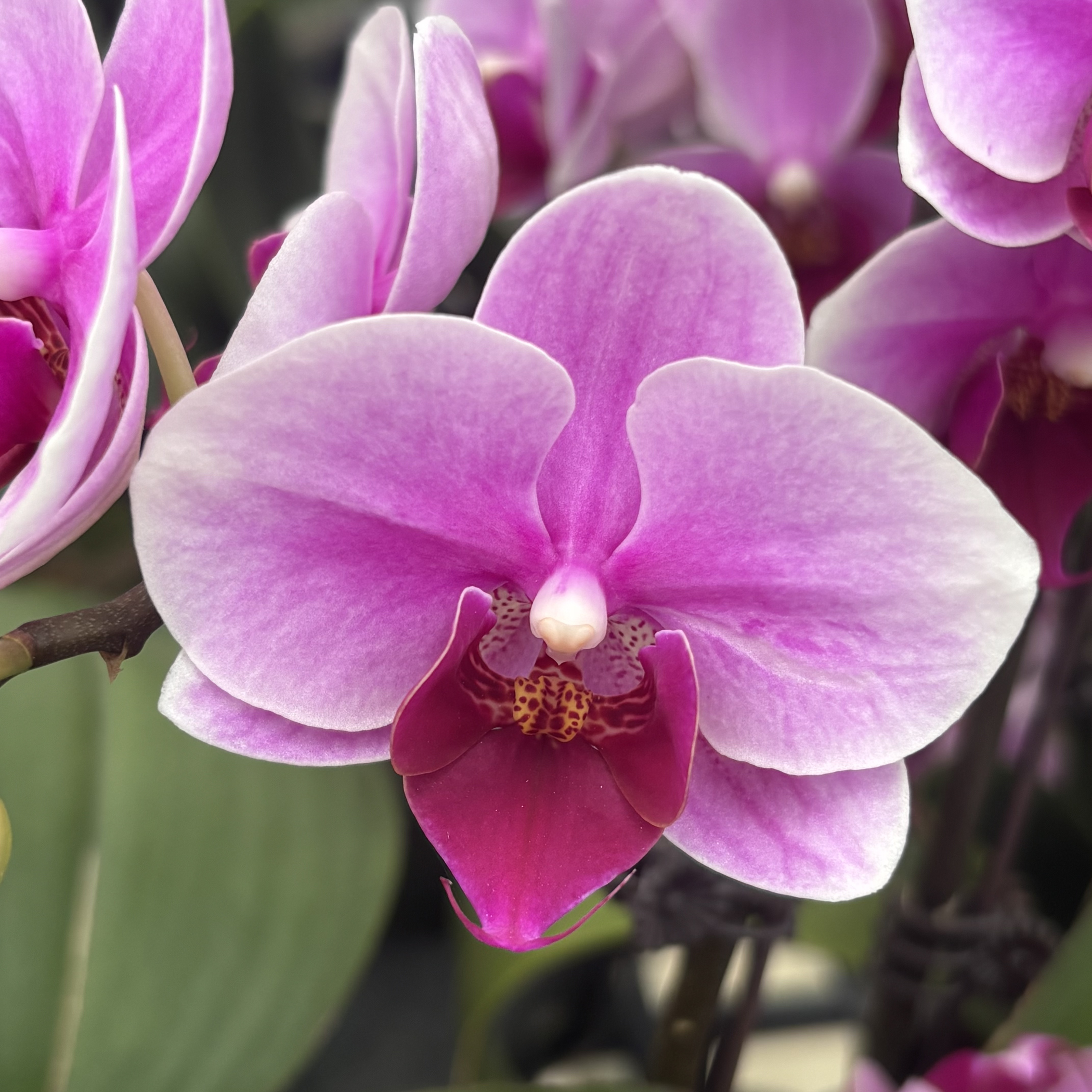 蝴蝶兰【绝代宝贝】带花带花剑，四季开花，室内好养桌面花