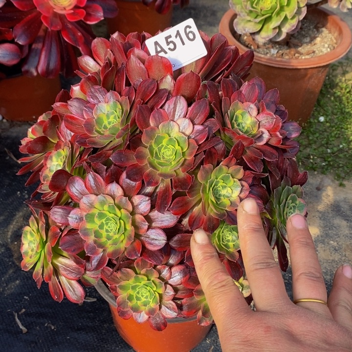 安娜多肉植物516