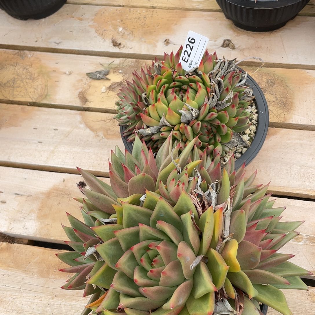 若如东云组拍E226