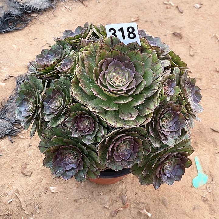 法师植物一物一拍，欧若拉