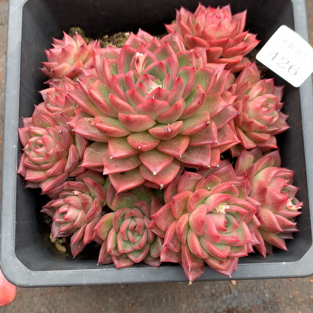 426杂交精品基地15冠