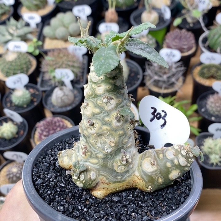 303号实生白皮琉桑8.5cm