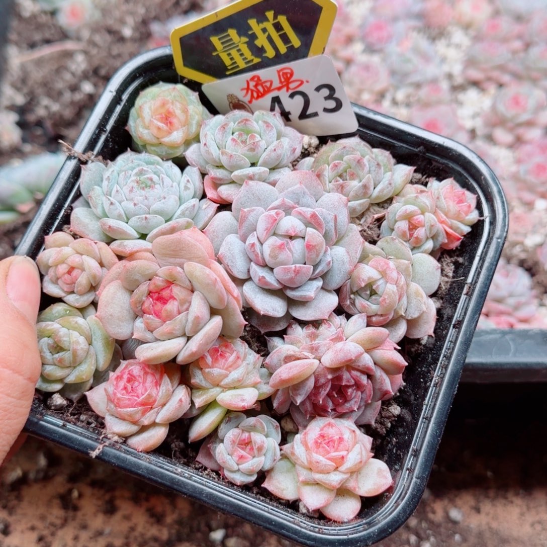 多肉植物多肉植物