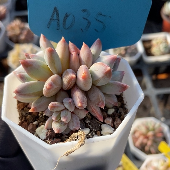 035梦幻美人多肉植物保护