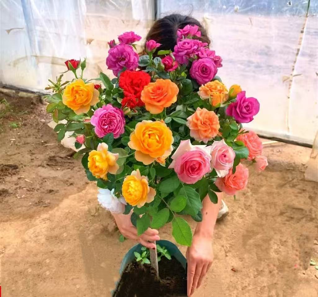 【修剪发货】顺丰包邮月季花卉盆栽地栽阳台嫁接树桩耐寒耐旱庭院