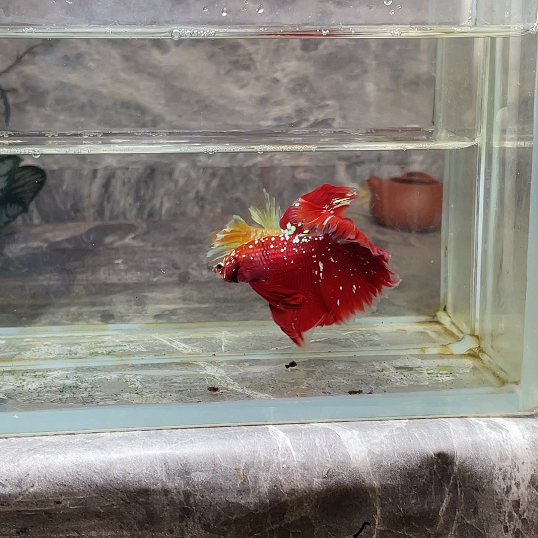 海水鱼育平斗鱼泰国斗鱼