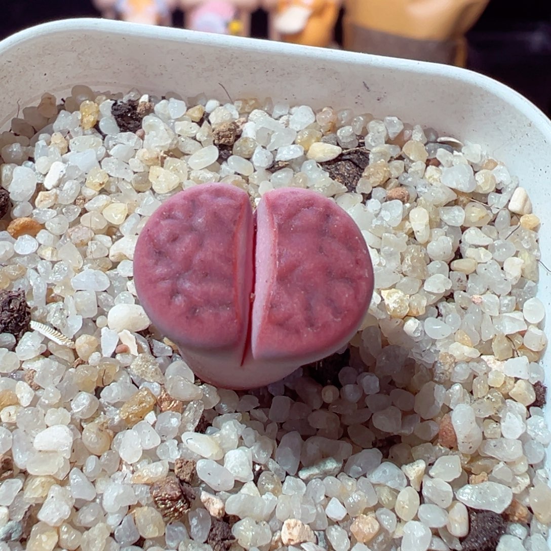 阿***妤1203-491多肉多日的