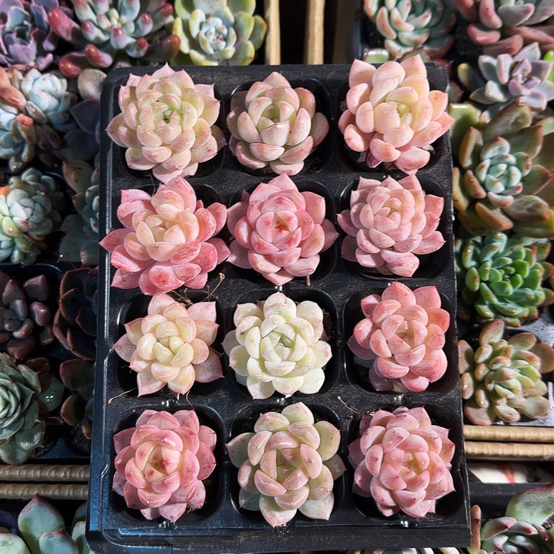 多肉植物珍妮3-4厘米12颗