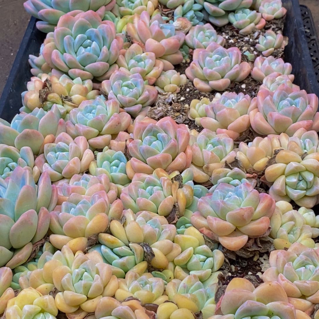 239的人都在一起的时候我也