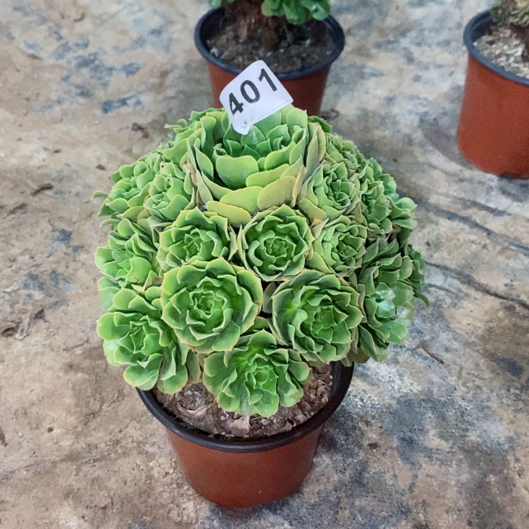 绿玫瑰401多肉1111