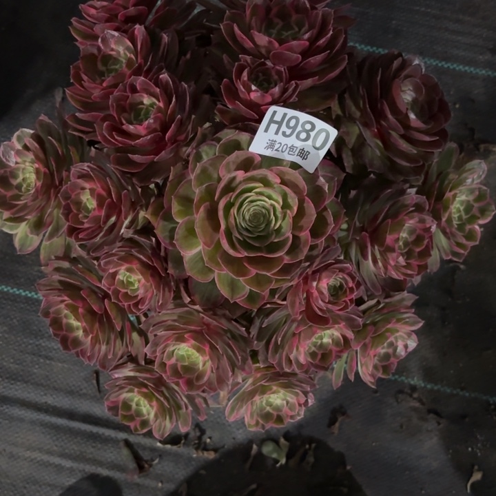 瑞妈一物一拍980