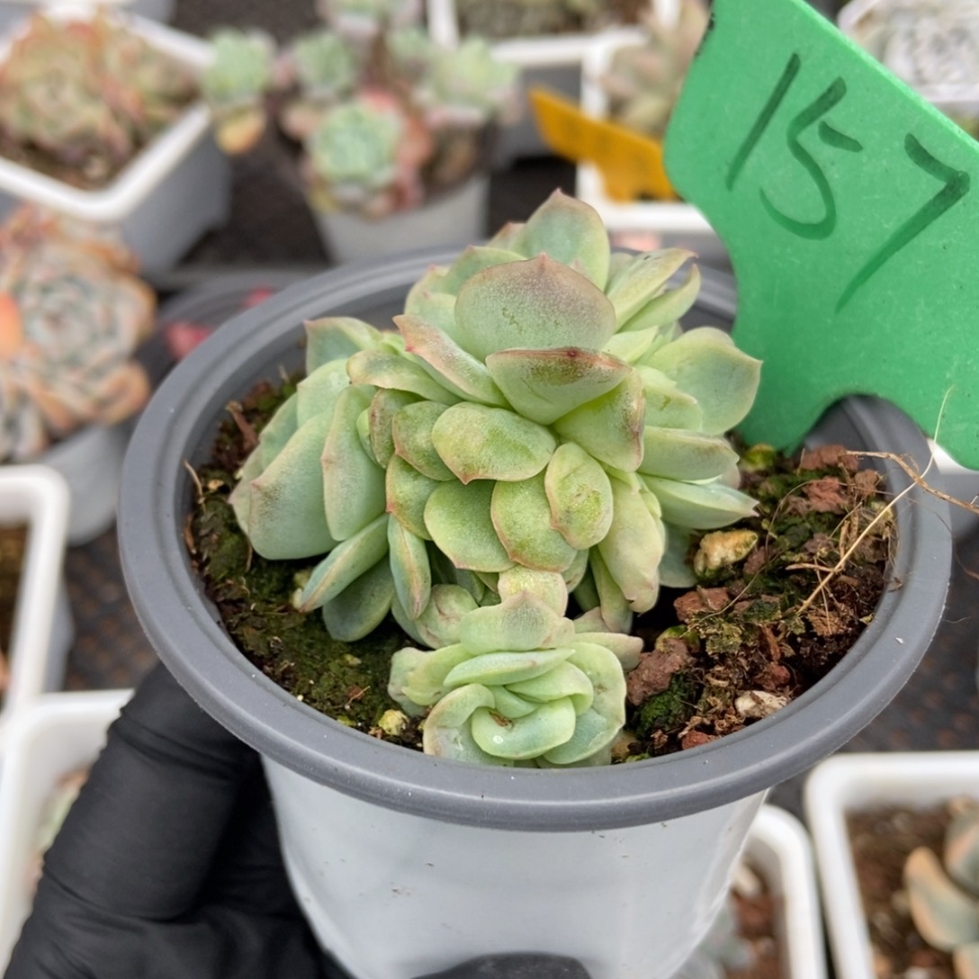 157泡泡纱多肉植物