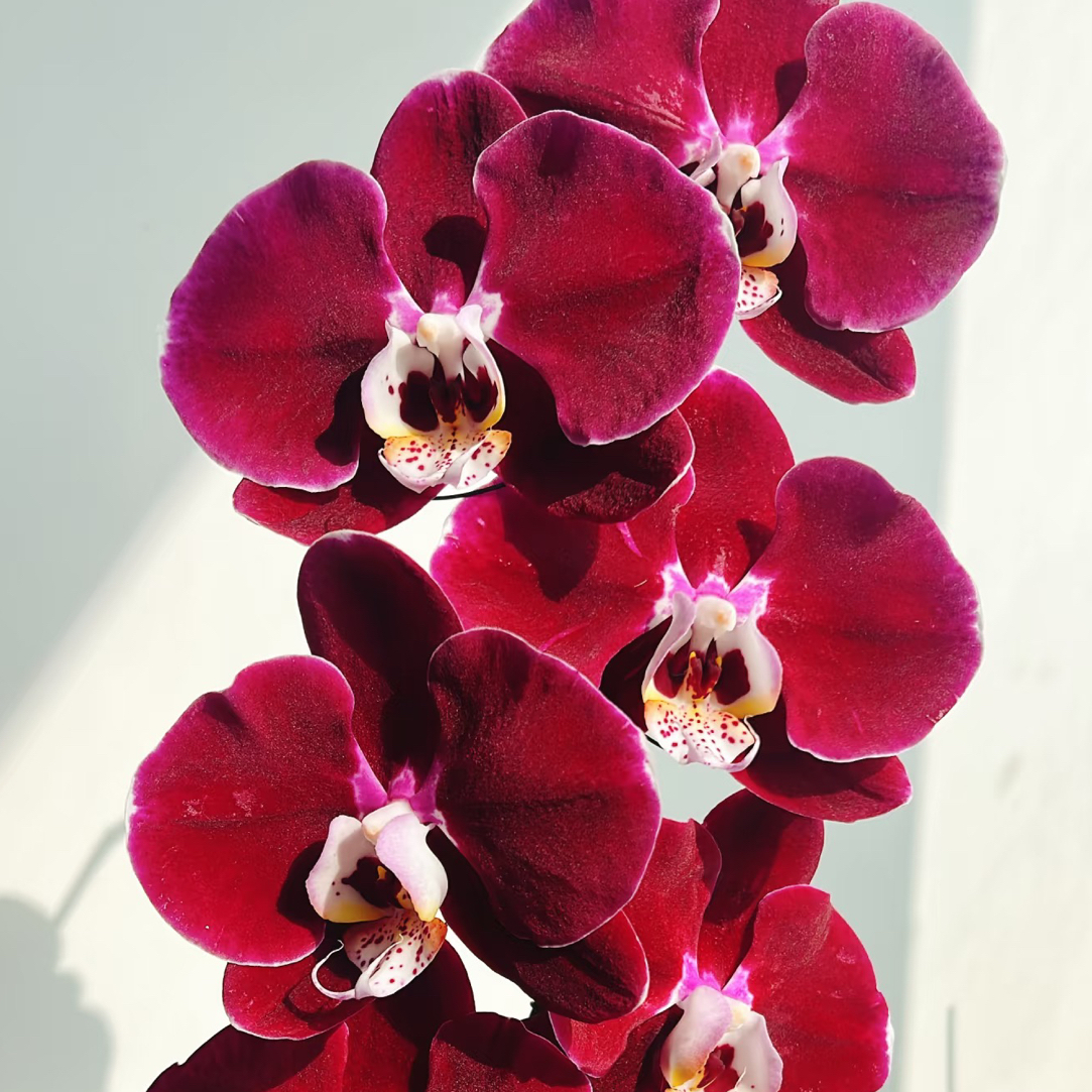 蝴蝶兰——幻影(任意两颗包邮只拍一颗发苗)