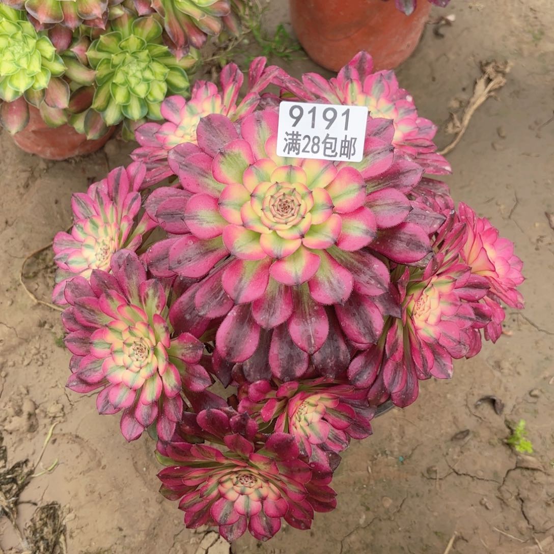 9191美亚多肉111111