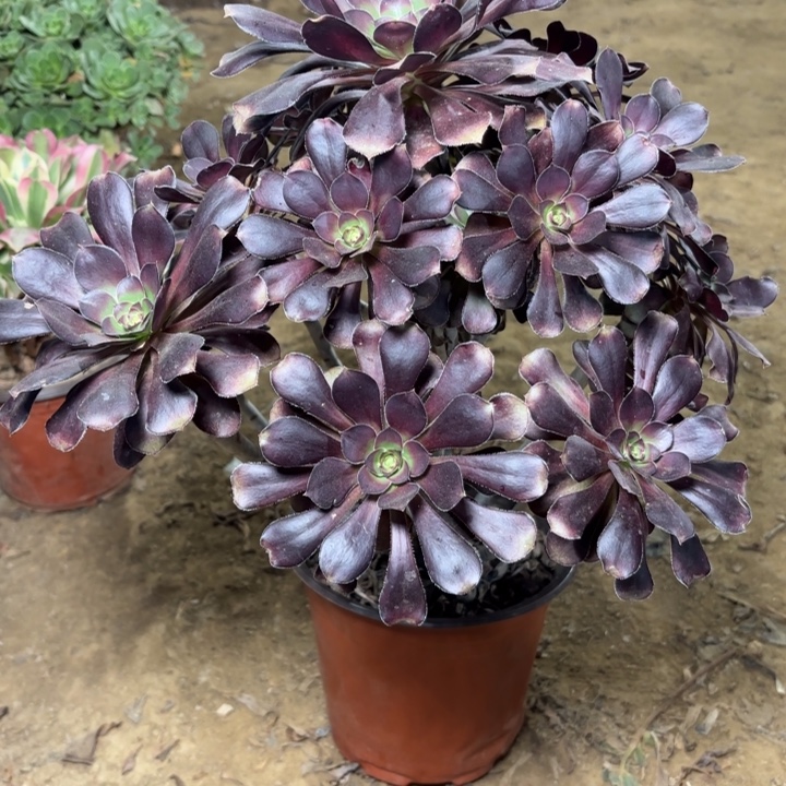 多肉植物法师黑圆叶8