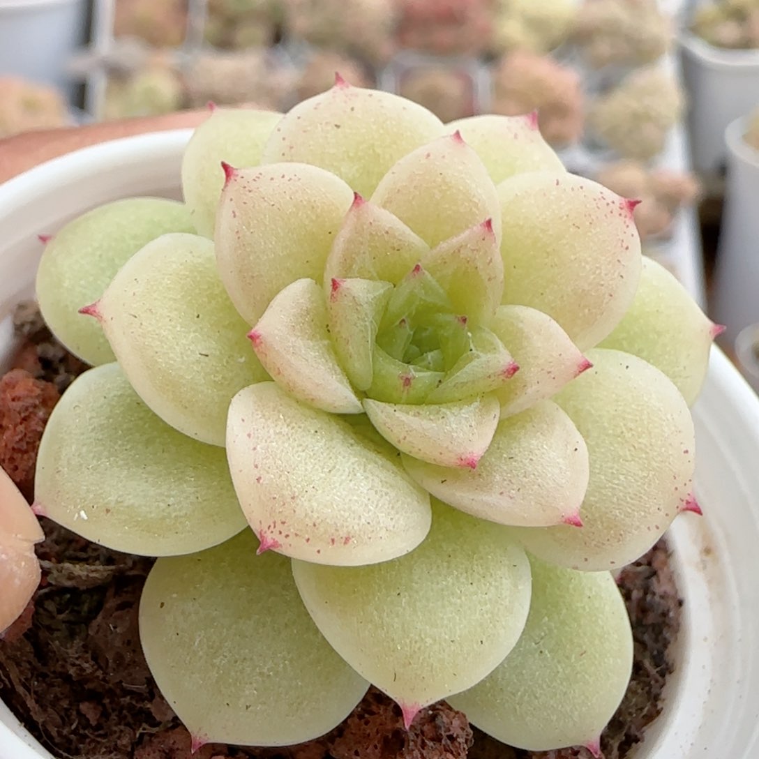 【闪购商品】0214-99优选麦杆