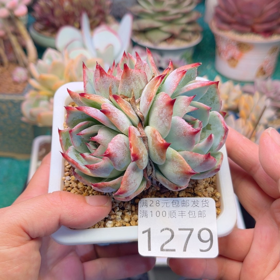 大1279:？xbbbbbbh
