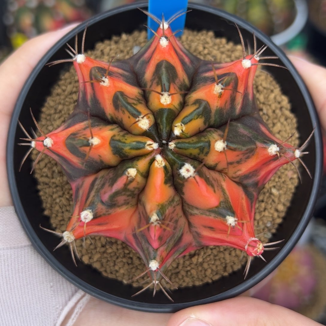 泰系实生虎斑米哈锦194
