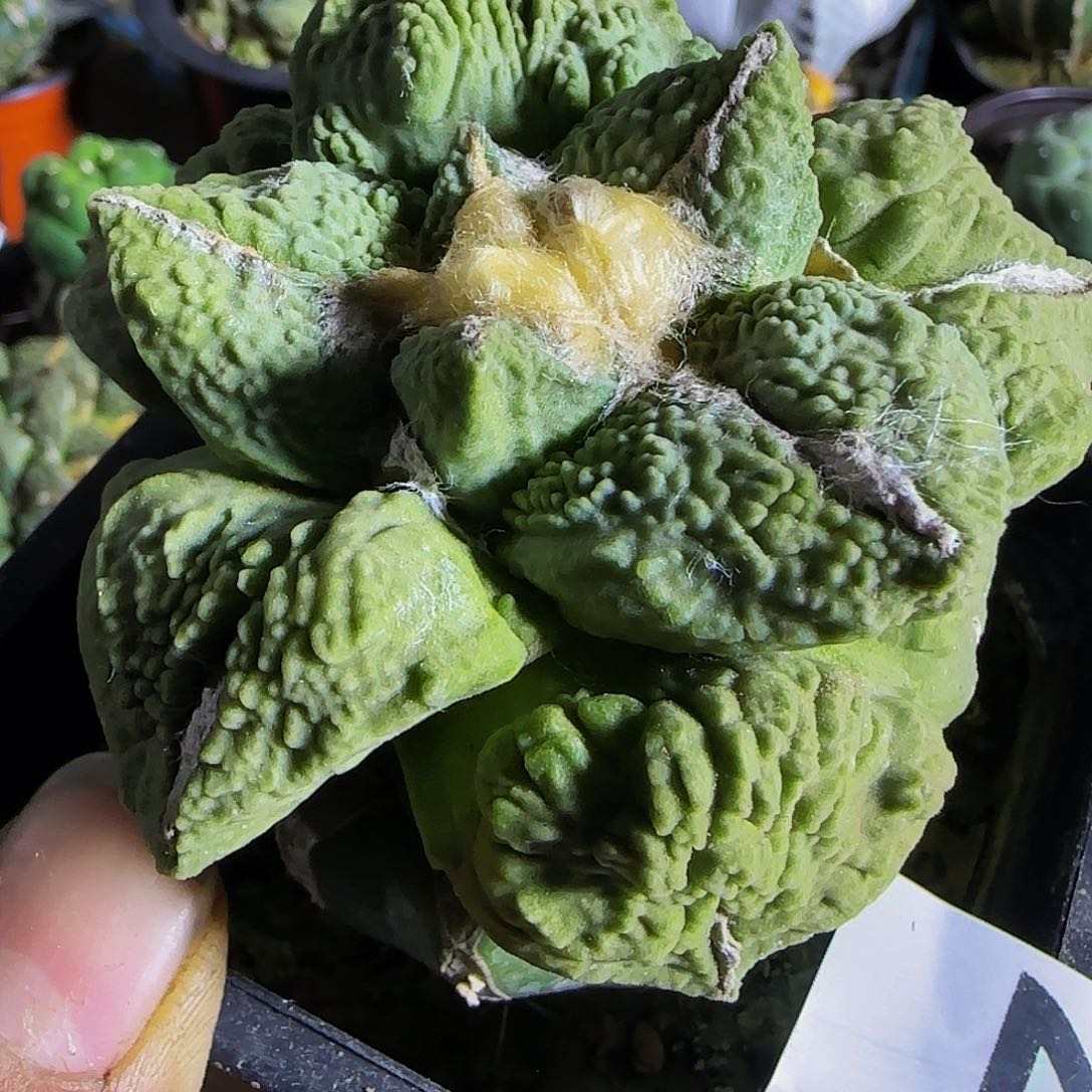 怒涛232仙人球开花