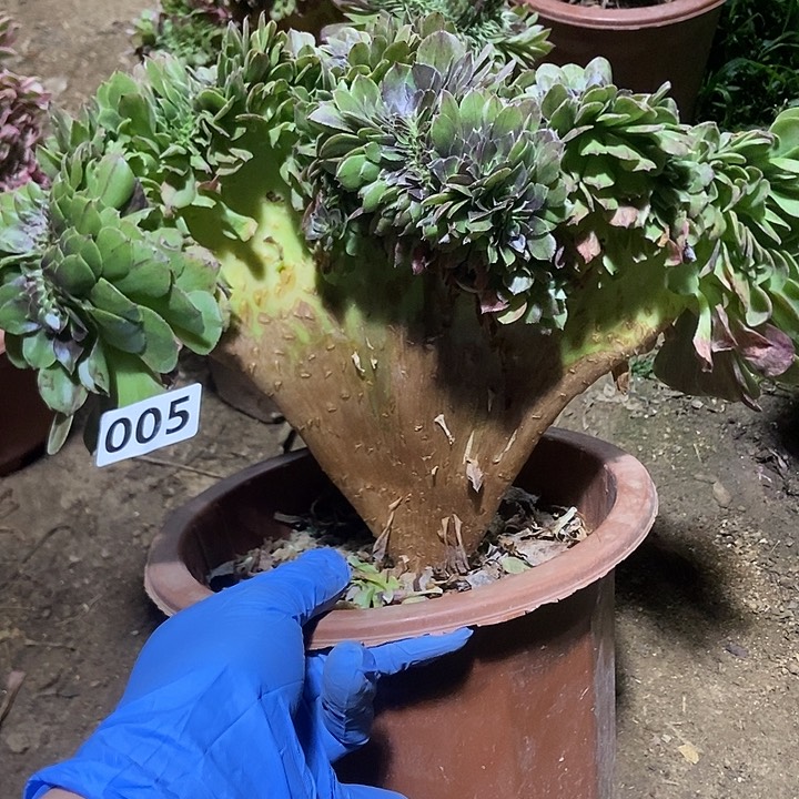 005万缀老板子法师缀老