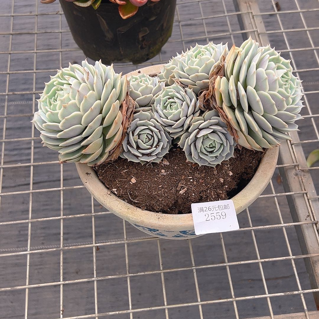 金***72559露娜莲多肉植物多肉