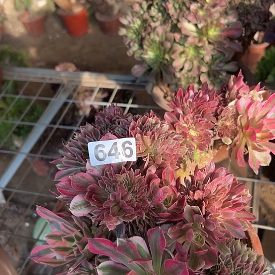 *****多肉植物一个女巫646