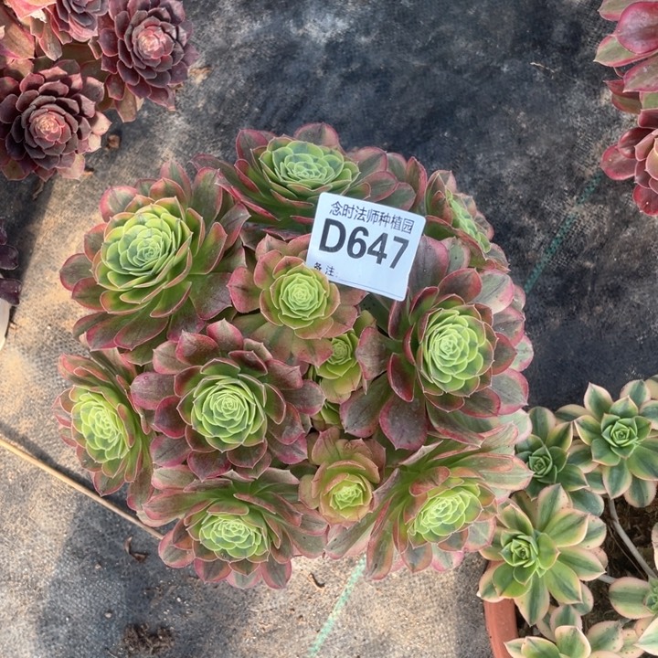 奶白锦647多肉11111