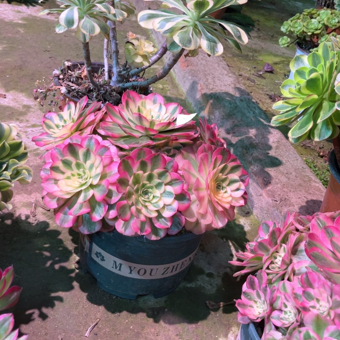 多肉植物倾城353