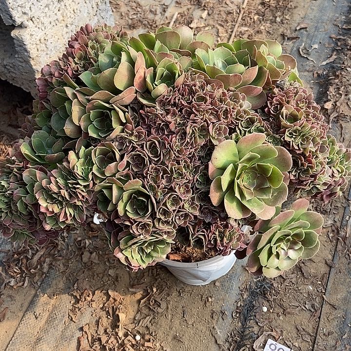 自然多多缀多肉柠檬玫瑰