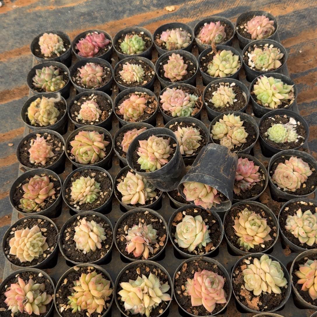 麦秆群生五颗量拍发货水池边8-10（有泥巴，介意慎拍）