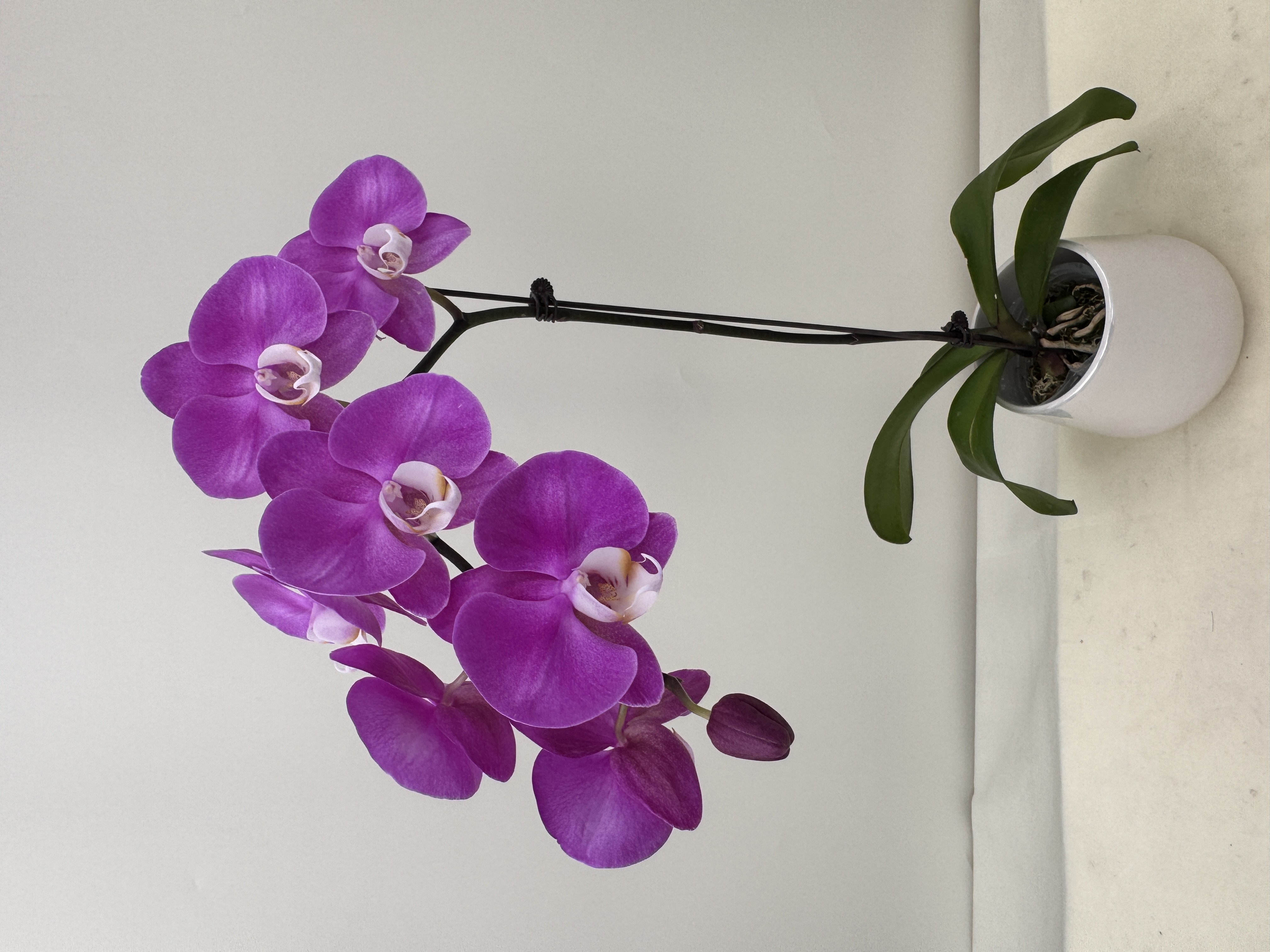 蝴蝶兰【青花瓷】鲜花盆栽室内观赏花花佛山基地直发好养易活