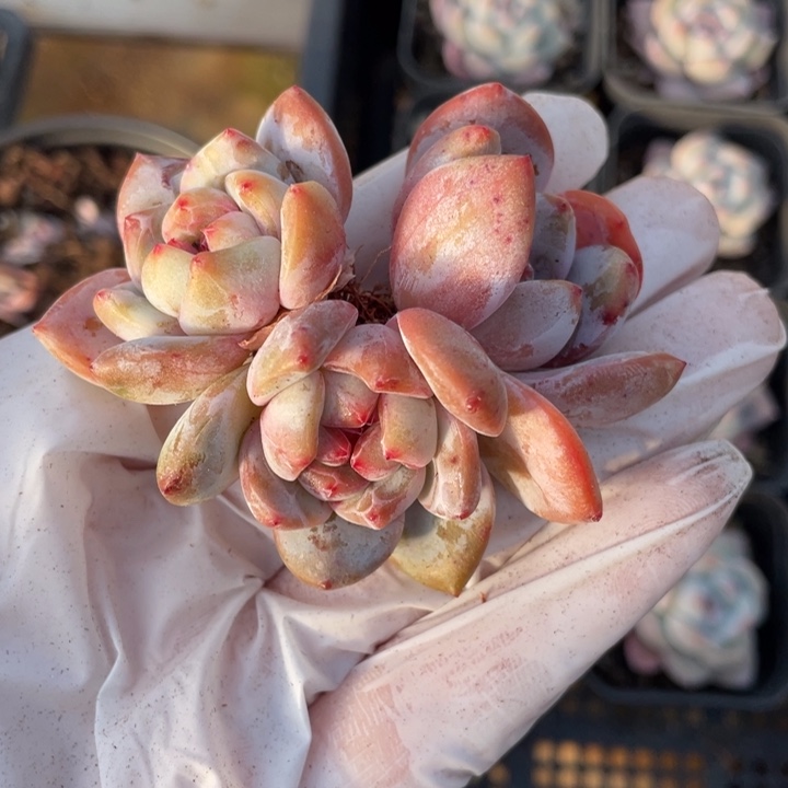 星影3头一颗冠幅5-6厘米20包邮新疆西藏不发