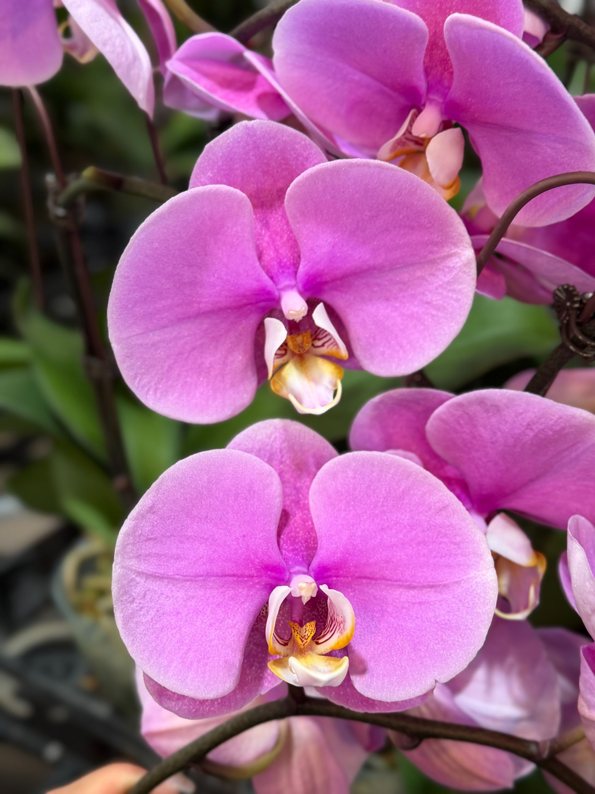 蝴蝶兰【3.5寸大安娜】大花型 粉色系 带花发货  室内高端花卉