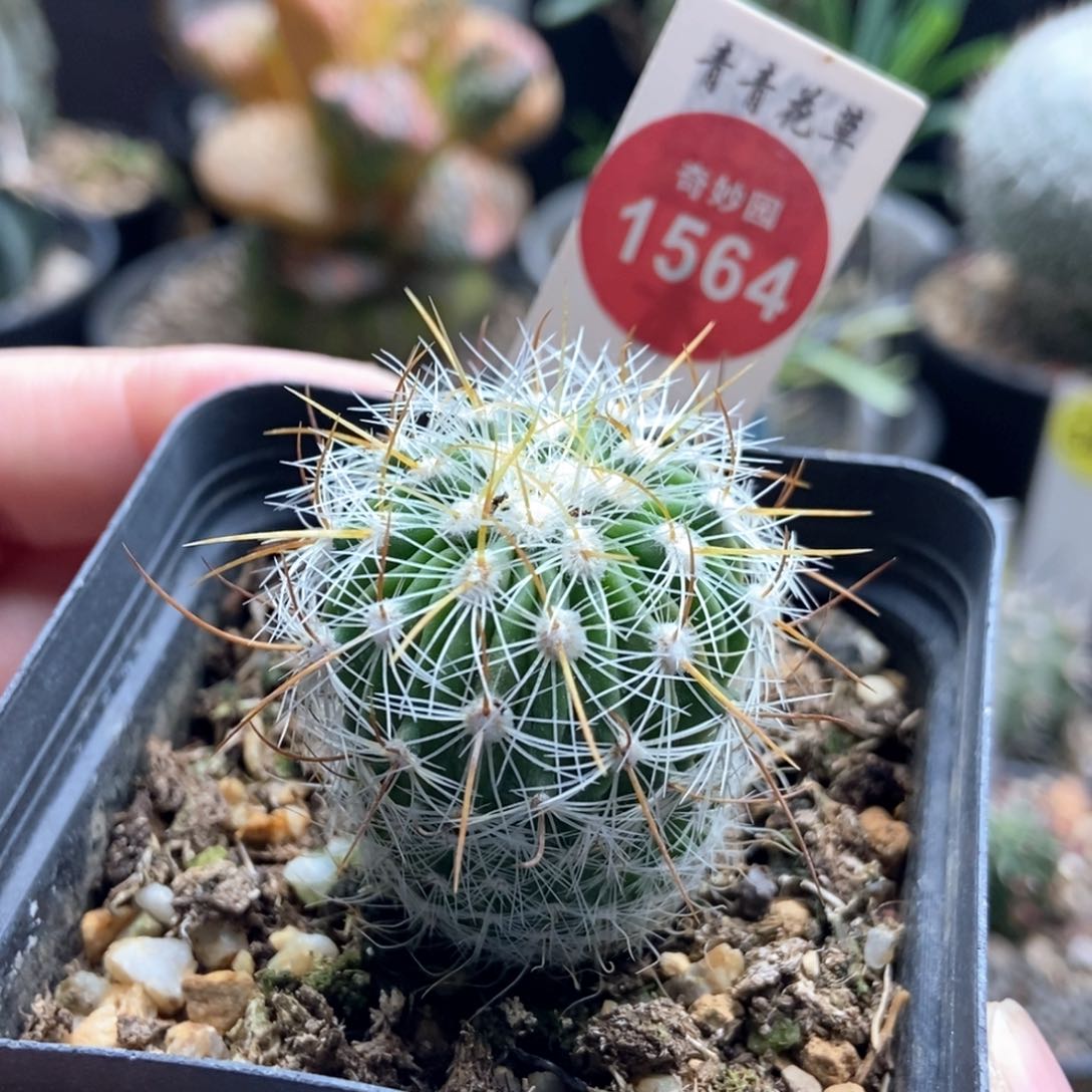 实生雪溪丸3.1cm