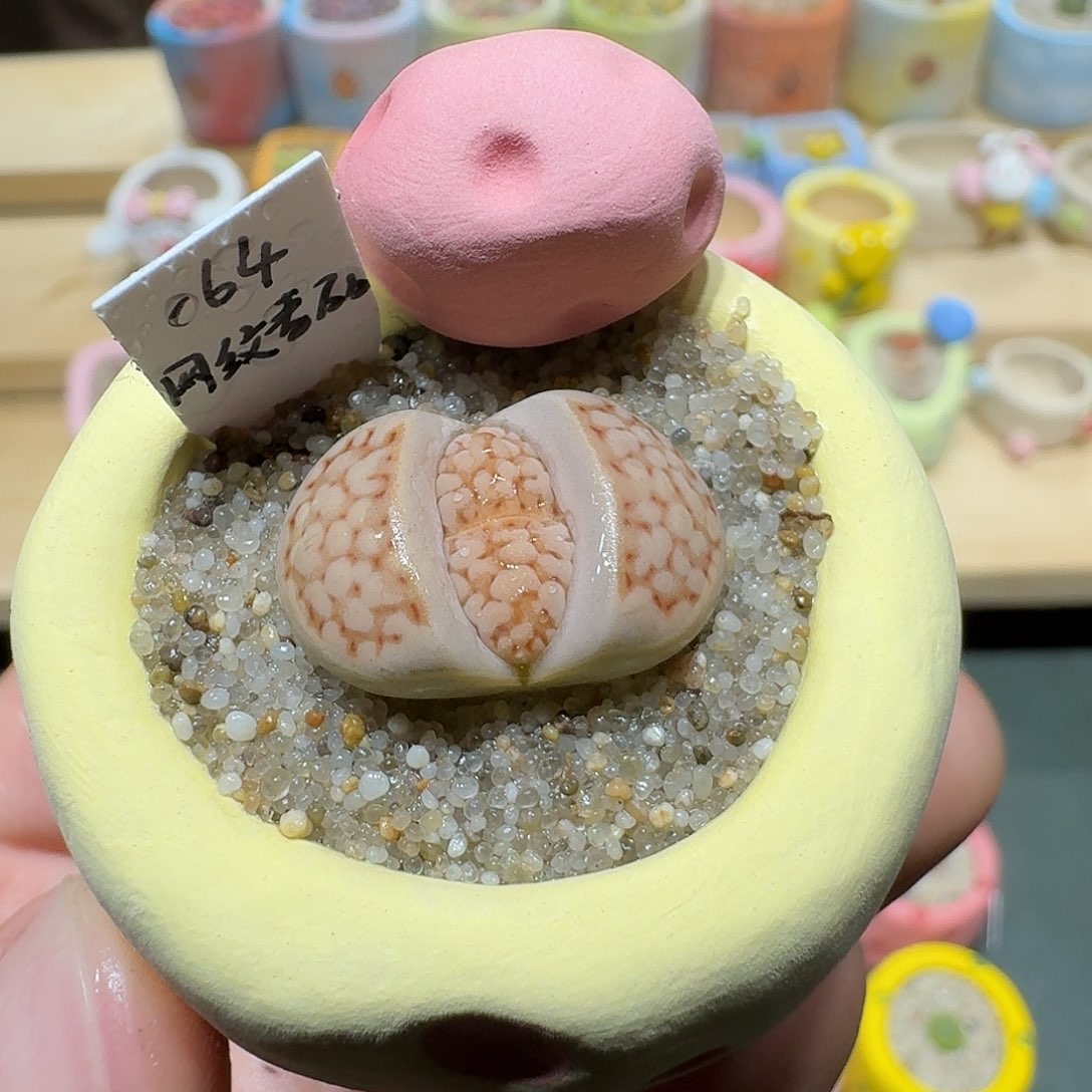 红陶蘑菇464网纹寿丽