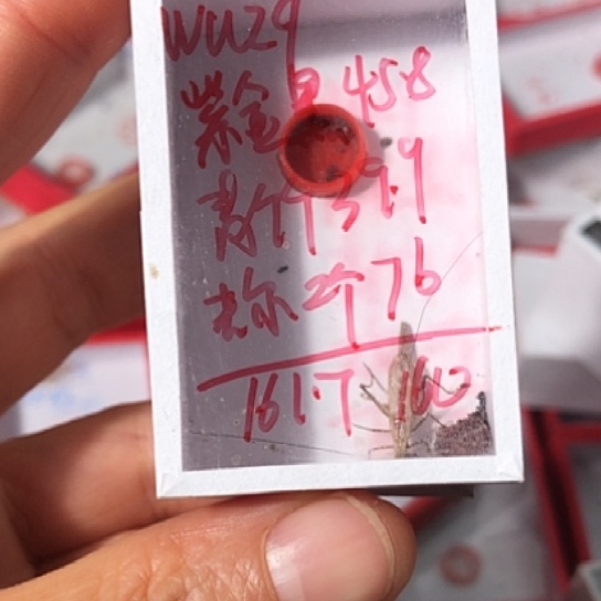 w***q蟋蟀1111111111111111111111