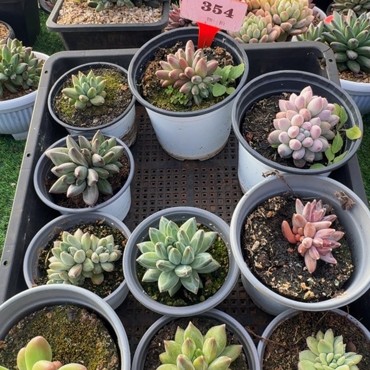 354多肉植物一物一拍