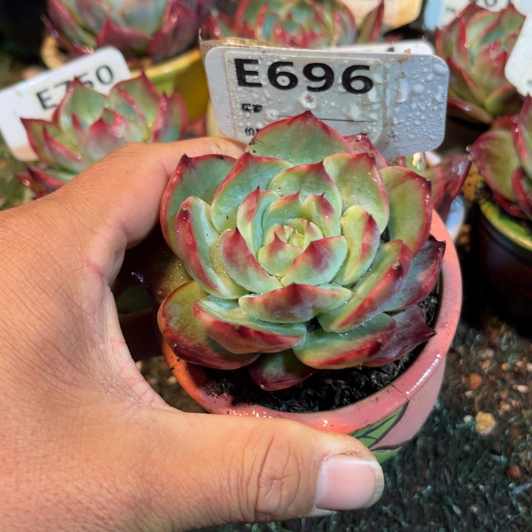 惊鸿一瞥696号多肉