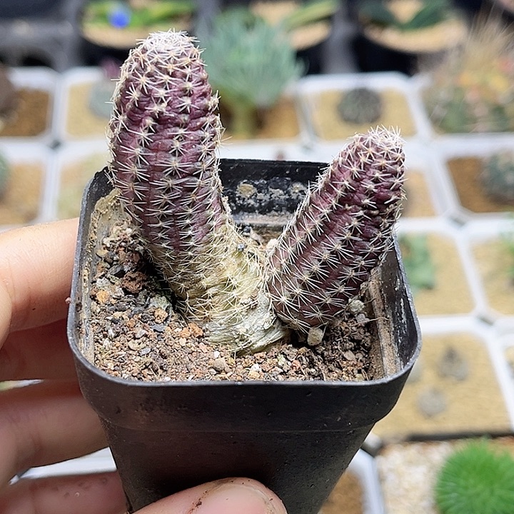 胡萝卜中间丽花侧芽自根萝卜根