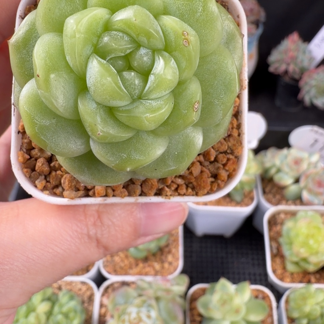 白色珍妮单头微瑕福利117号