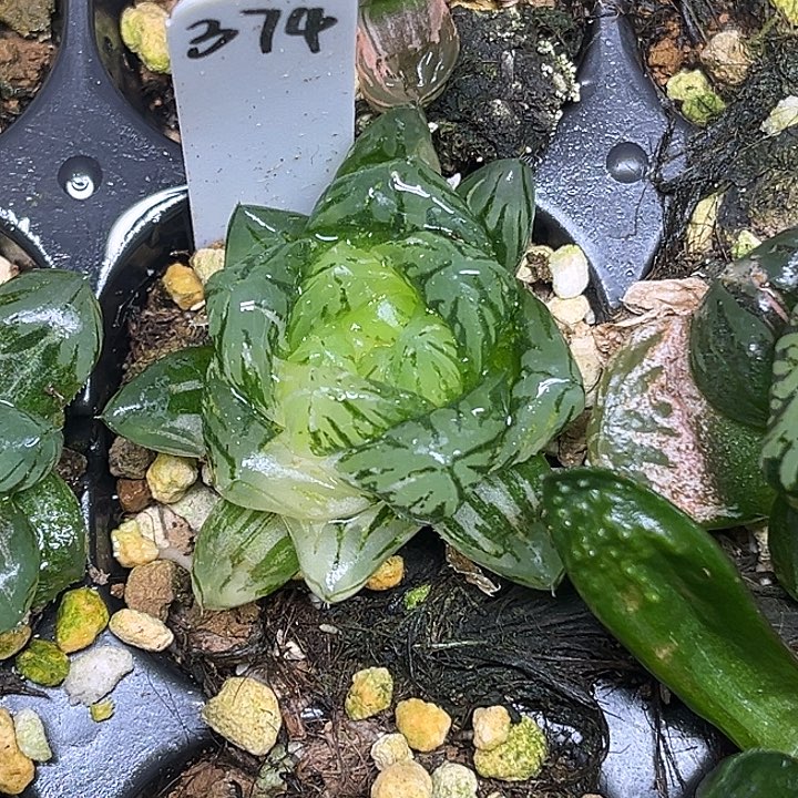 374大窗龙鳞锦脱土发货