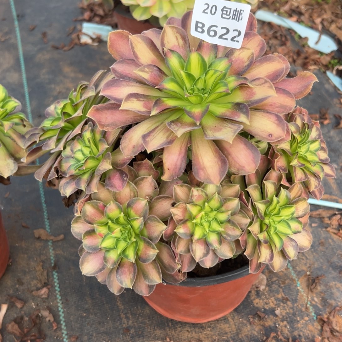 心***苏622韶华，多肉法师