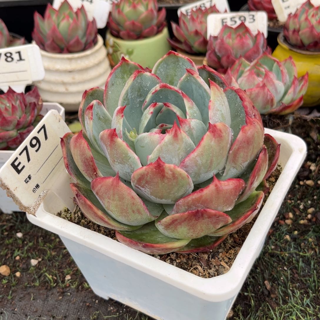 惊鸿一瞥797号多肉797