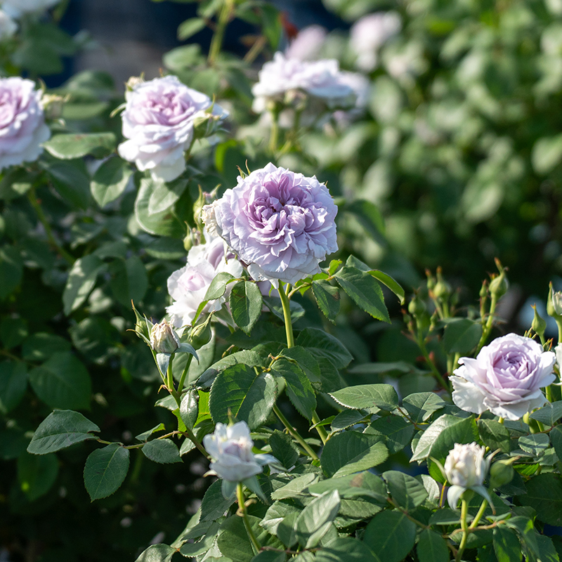 天狼月季 青雾 多季丰花灌木月季庭院阳台盆栽易养易活